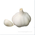 Chinese Fresh Pure White Garlic 5.5cm